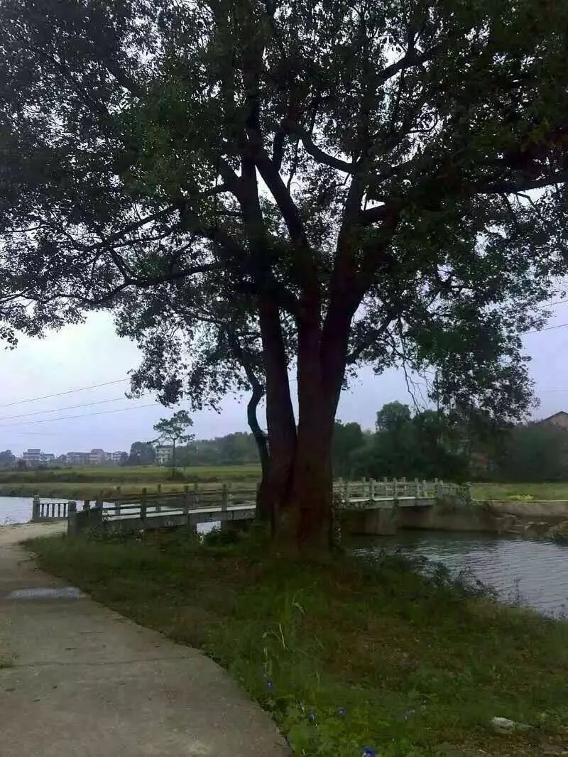 泰国武里南酒店竟“供奉”恒大球衣! 摆在显眼处(图)【xiongmao体育】(图1) xiongmao体育