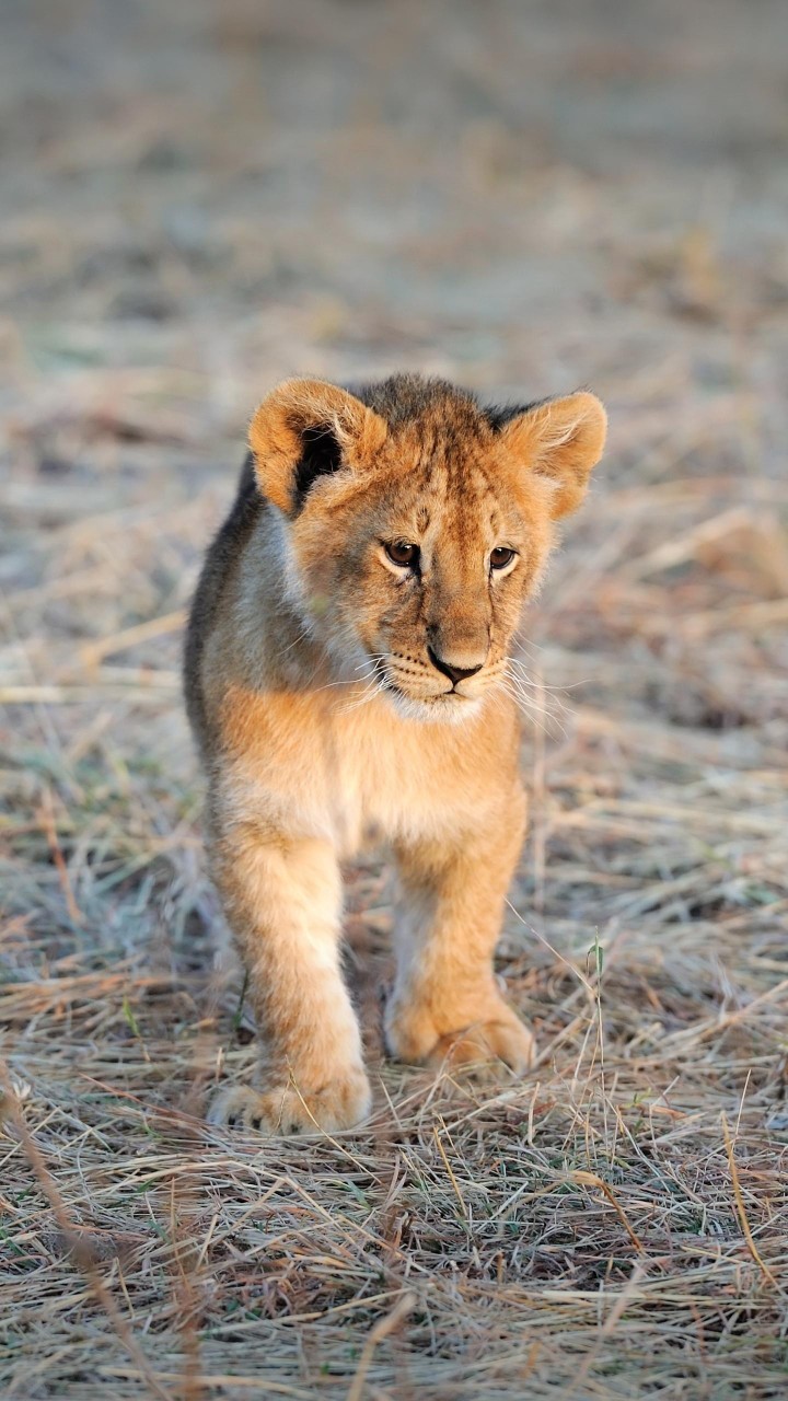 xiongmao体育-破冰行动马雯李飞在一起了吗?马雯结局如何?(图1) 熊猫体育