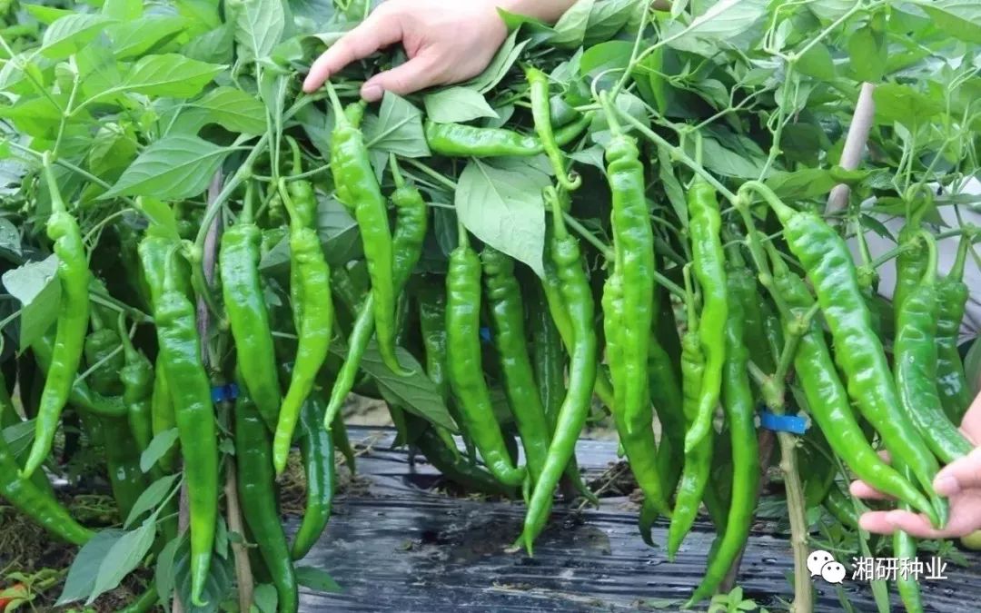 ‘熊猫体育’卧底归来故事原型是什么?根据什么事件改编?(图2) xiongmao体育