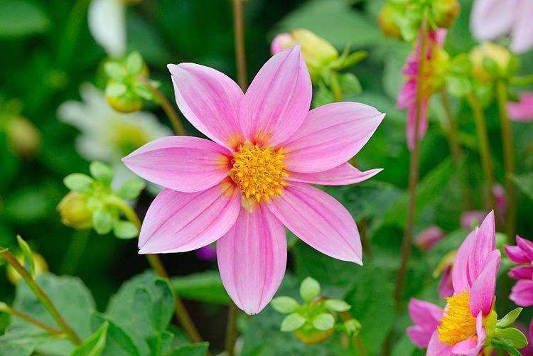 panda sports_
在外雷厉流行 资助丈夫赴汤蹈火；在家相夫教子的生肖女 有你吗(图6)