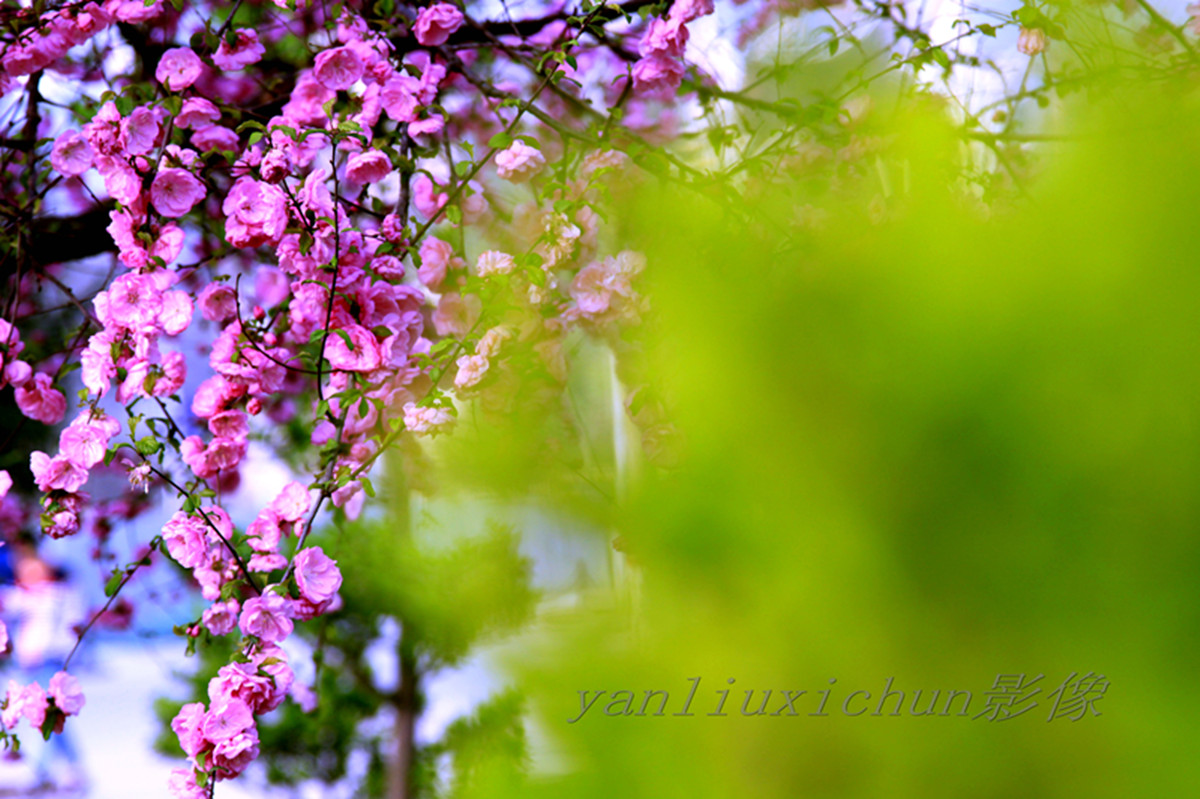 任天堂表示E3 2017将会是任饭的一次盛宴‘熊猫体育’(图2) panda sports