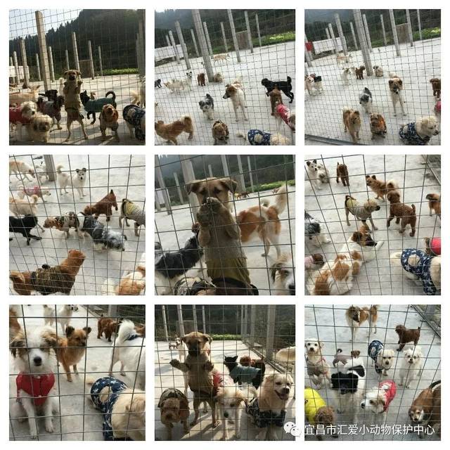 《天坑鹰猎》小红果会黑化吗?蒋依依黑化最令人期待?“熊猫体育”(图2) 熊猫体育