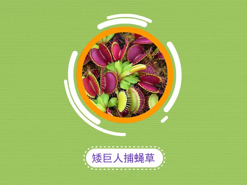 panda sports-国产版《致命女人》,尺度太大我得捂眼看(图1) xiongmao体育